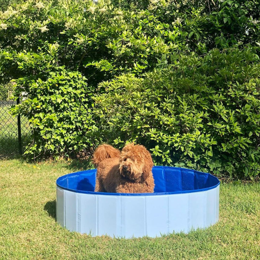 Tragbarer Hunde-Minipool zum Baden und Duschen